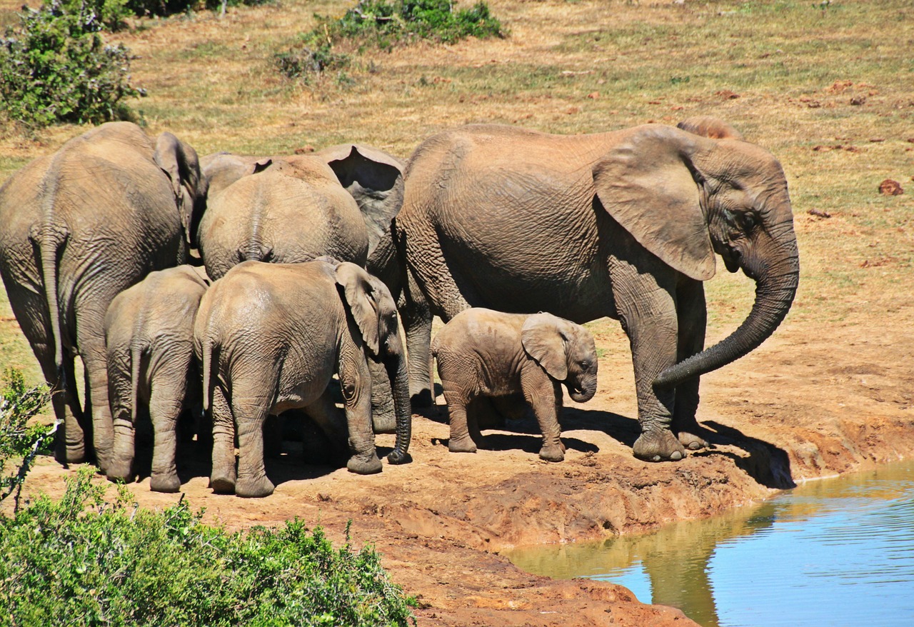 elephants, animal, elephant herd-1092508.jpg