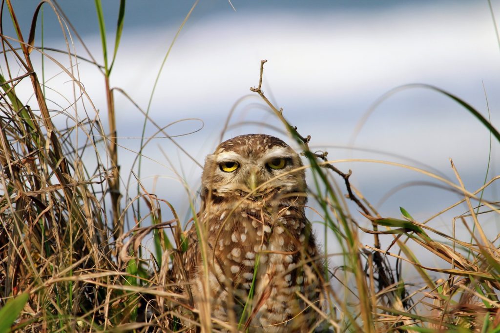 owl at everglades national park
