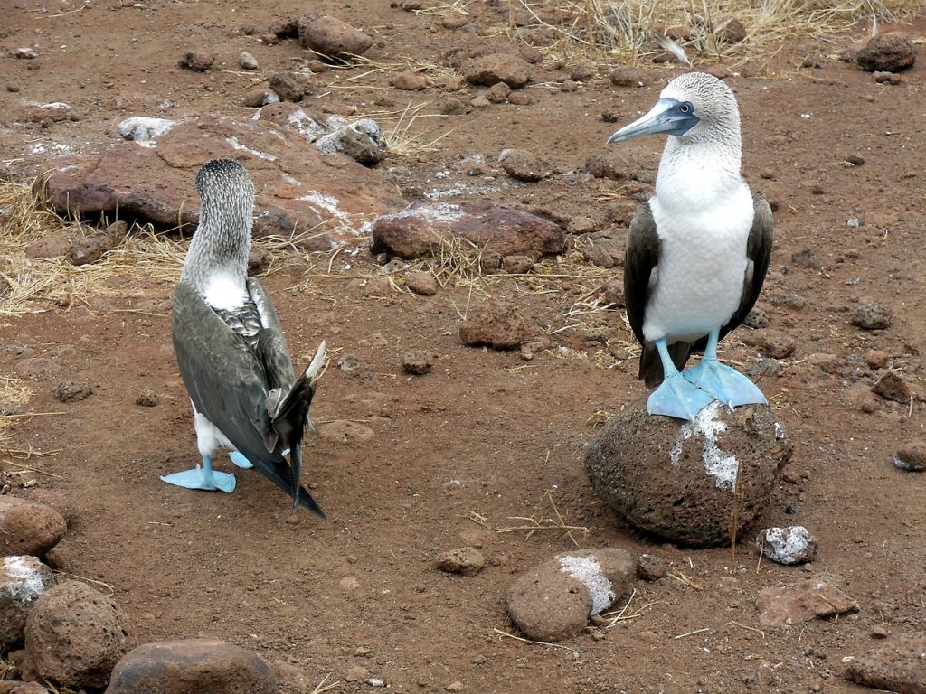 blue-footed boobies Galapagos islands