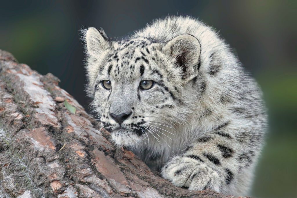 snow leopard woodland park zoo seattle