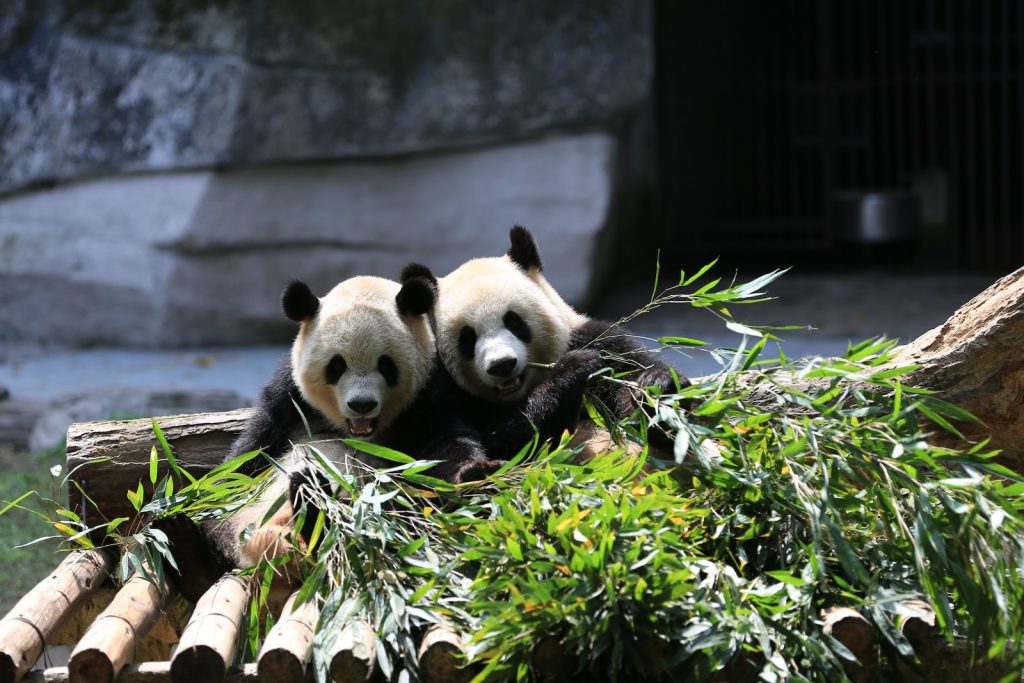 Giant Panda Smithsonian Zoo