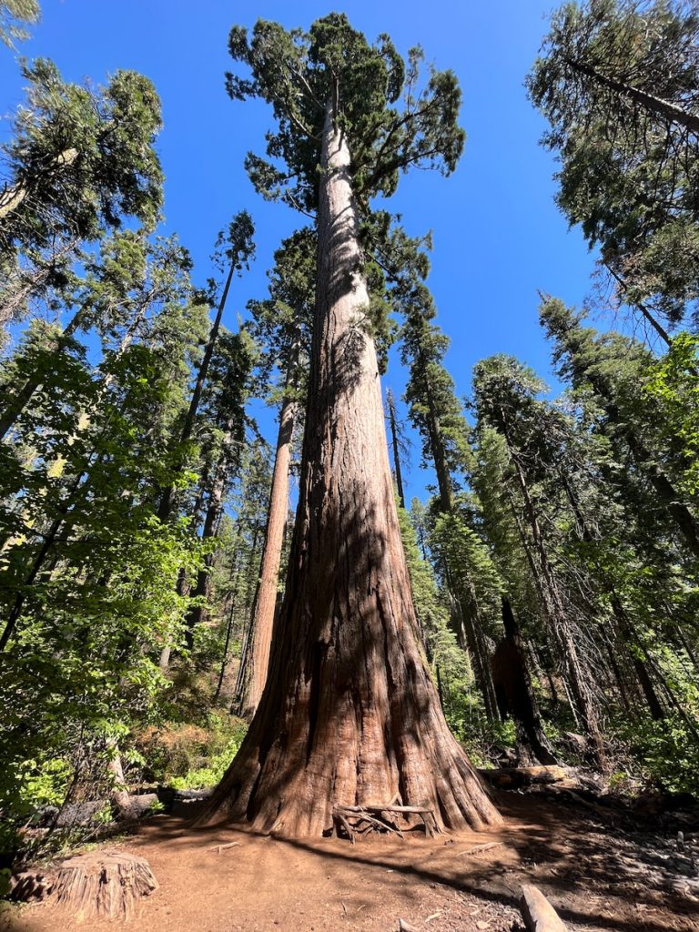 Sequoias Trees