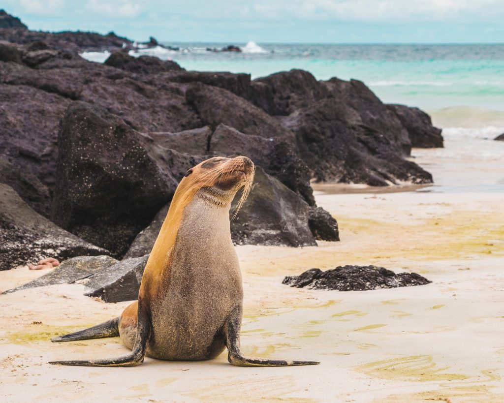 sea lion on galapagos islands