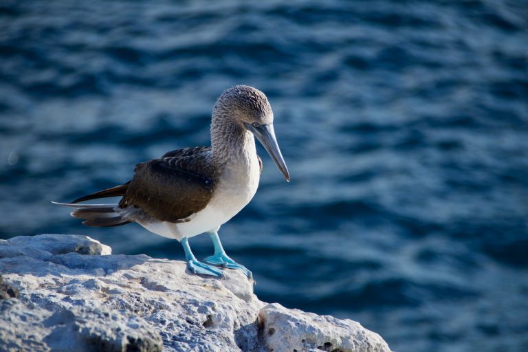 blue footed boobie at galapagos islands